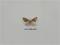 藏品(尺蛾615)的圖片